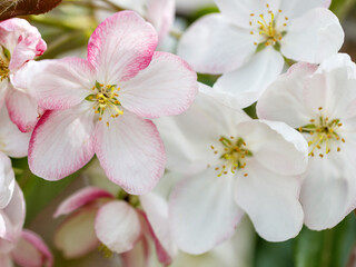 Blossoming apple. Branch of apple tree pink and white flowers in bloom in the spring. Close-up. Blurred natural floral full frame background. Soft selective focus