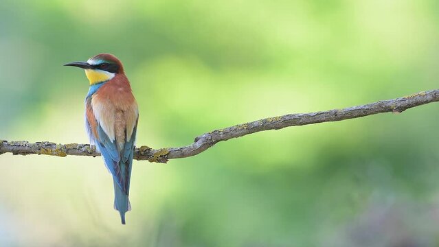 Angry and ruffled bee eater male in the breeding season (Merops apiaster)
