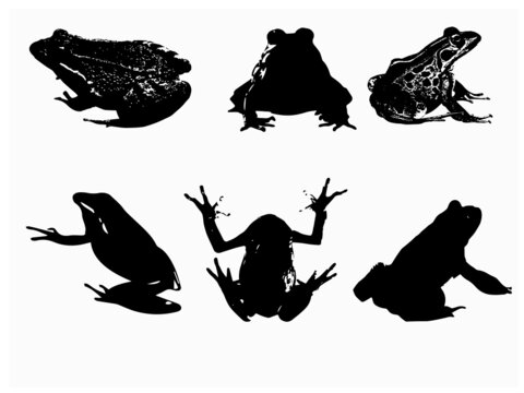 Frog Silhouette. set vector Animals Icons. Stock image and royalty for free EPS