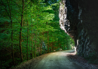 Road in nature. Mountain, forest and sunlight.
