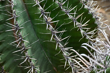 Cactus texture background. Cactus in the desert. Cactus spike. Cactus closeup, macro cactus. thorn horn cactus. Tred cactus.Amazing overhead