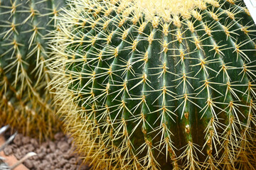 Cactus texture background. Cactus in the desert. Cactus spike. Cactus closeup, macro cactus. thorn...