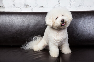 bichon frise dog sits on the black divan at the drawing room