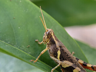 Grasshoppers are a group of insects belonging to the suborder Caelifera. 