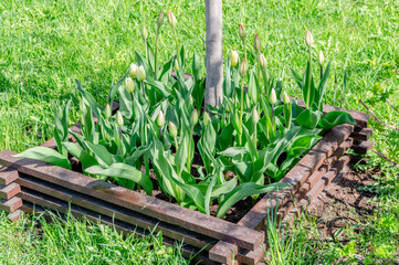 Fototapeta premium unopened tulips in a flower bed