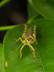 Grasshoppers are a group of insects belonging to the suborder Caelifera. 