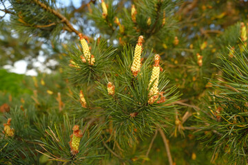 flowering coniferous trees. pine blossom. yellow flowering buds