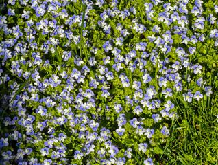 Obraz na płótnie Canvas Veronica threadlike flower. (Latin Veronica filiformis). It is a herbaceous plant. It is widely distributed in the mountain meadows of Europe. One of the most aggressive species that can easily grow o