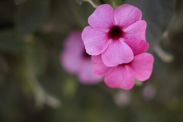 Black-eyed Susan Vine . Lavender Magenta .  3 blooms . frontal view . close up