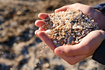 Hands holding seashells on the beach on a sunny day.