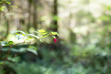 Pink flower on branch in forest. Salmonberry flower or Rubus spectabilis in bloom. A berry shrub with edible berries, growing in coastal forest at the west coast of Canada and USA. Selective focus.