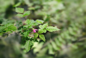 Pink salmonberry flower on branch in the forest. Known as Rubus spectabilis. A wild berry shrub with edible berries, growing in coastal forest at the west coast of Canada and USA. Selective focus.