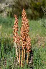 Orobanche rapum-genistae. Wolf asparagus plants with their erect stems and spike-shaped flowers. - obrazy, fototapety, plakaty