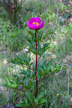 Close-up of a Paeonia broteroi plant with its flower with pink petals.
