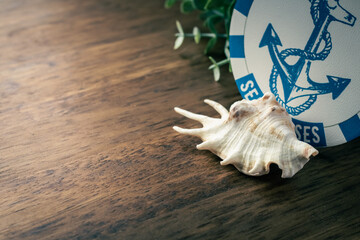 summer image, shell, spider conch, 夏のイメージ 貝殻 クモガイ