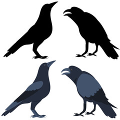crows in flat design isolated