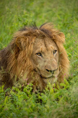 Fototapeta na wymiar LION