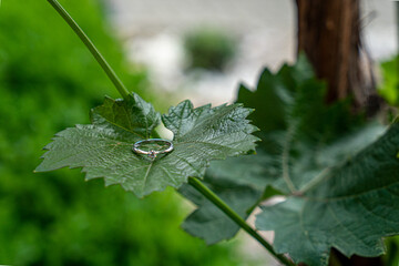 The engagement ring lies on a green young grape leaf on a green background