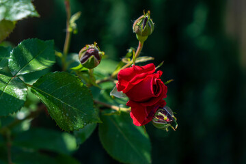 Red rose buds on green background