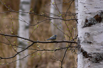 bird, spring, forest, warm, forest, finland, north karelia, tit, birdsong, feathers, birds, nature, trees, feathered friends
