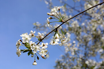 Cherry blossom in spring garden on blue sky background. White flowers on a tree branches with green leaves