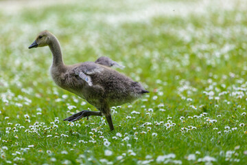 goose on the meadow