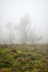 Fototapeta na wymiar Pine trees and heather with magenta flowers in the mist