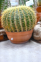 Close-up of huge cactus with giant big thorns. Prickly cactus