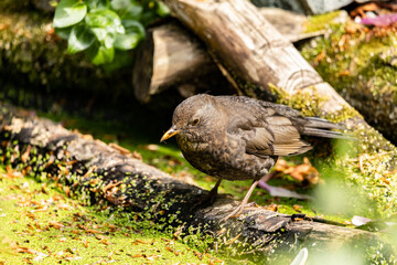 The female blackbird at the ditch side. She wonders should I take a bath or not.
