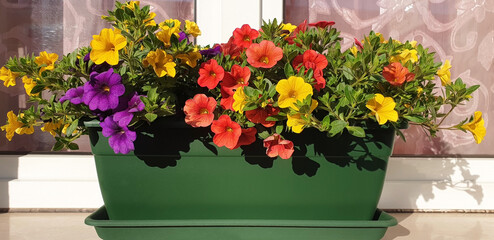 Colorful petunia flowers grow in a green plastic pot on the windowsill on a sunny day. Panorama.