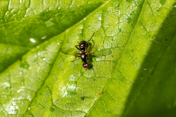 An ant on a rose leaf, I hope it likes aphids because my roses are full of aphids