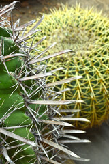 Naklejka na ściany i meble Close-up of huge cactus with giant big thorns. Prickly cactus