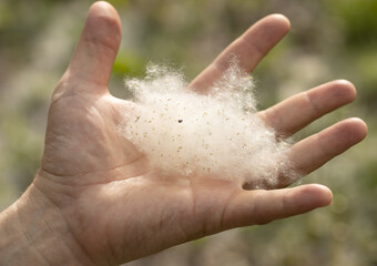 white poplar fluff on hand