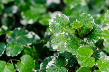 Green and white color leaves of Polyscias guilfoylei (or geranium aralia, wild coffee) have water drop after rain.
