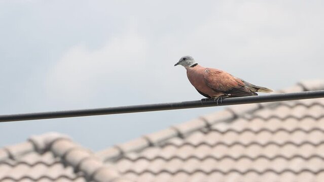 A pair of red doves (Streptopelia tranquebarica) fly away from an electric cable, Thailand
