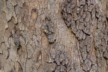 Relief texture of the bark. Panoramic texture photo.