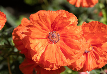 A close-up with an oriental poppy flower