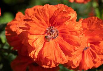 A close-up with Oriental Poppy Flower (papaver Orientale)