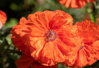 A close-up with an Oriental Poppy flower