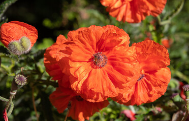 Fototapeta na wymiar A close-up with Oriental Poppy Flower (papaver Orientale)