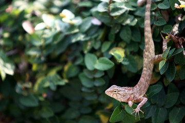 Obraz premium Chameleon in the garden, On green leaf background