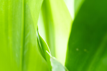 Nature view of green leaf on blurred greenery background in garden with copy space using as background natural green plants landscape, ecology, fresh wallpaper