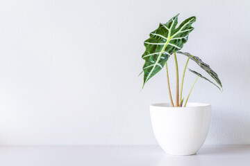 Alocasia sanderiana Bull or Alocasia Plant in white ceramic pot isolated on white background. Alocasia sanderiana bull with large green leaves air purifier plant indoor, living room