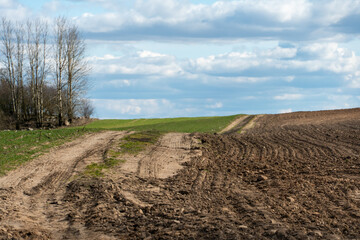 A dirt road in a field with wheat in the summer against the background of clouds. Outdoor...