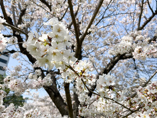 青空の下で咲く桜の花木