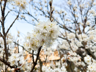 青空の下で咲く桜の花木