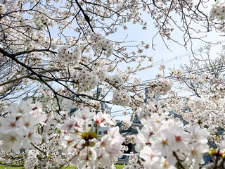 青空の下で咲く桜の花木
