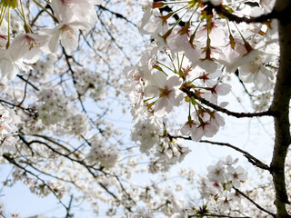 青空の下で咲く桜の花木