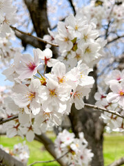 青空の下で咲く桜の花木