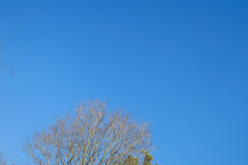 広い青空と木の風景